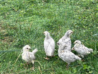 Lavender-Araucana-Küken