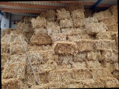 Bild 2:Bio-Haferstroh in Kleinballen