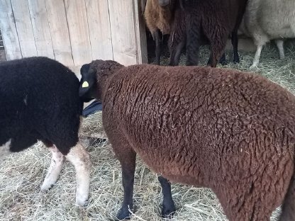 Jura Jungbock