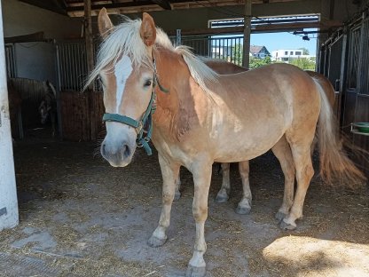 Haflinger Wallach Aron