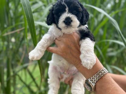 Cavapoo Welpen (Cavalier/Zwergpudel)