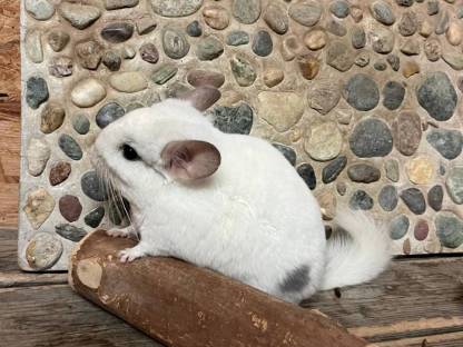 Bild 7:Chinchilla