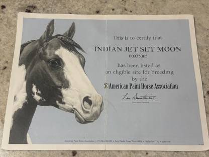 Bild 5:Painthorse Deckhengst gekört APHA, ZSSE