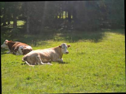 Bio Mutterkuh samt Kalb