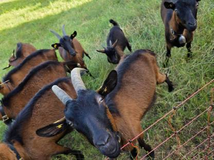 Bild 5:Pinzgauer Ziegen