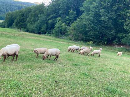 Bild 2:Coburger Fuchsschaf