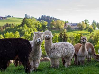 Bild 5:Alpakas zum Verkauf