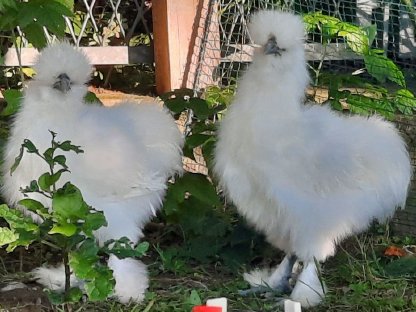 Bild 2:2 Seidenhähne namens Hahnfred und Krähgor zu vergeben