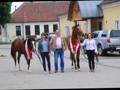 Bild 4:Shagya-212 Judy - Shagya Araber