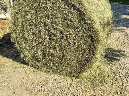 Vergebe kleine Pferdeoase