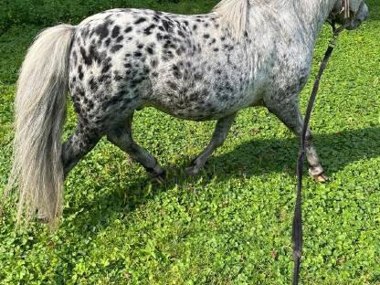 Wunderschöner Pony Hengst