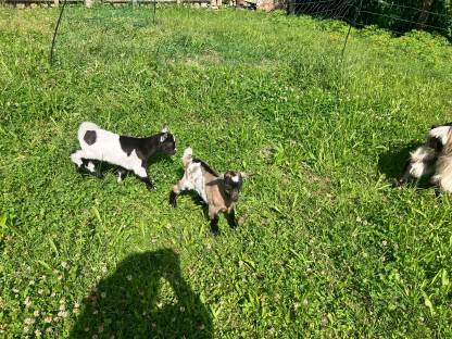 Bild 2:Junge Zwergziegen