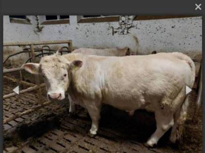 Charolais Einsteller