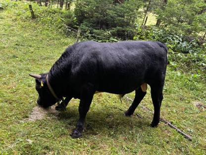 Bild 3:Bio Tuxer Stier