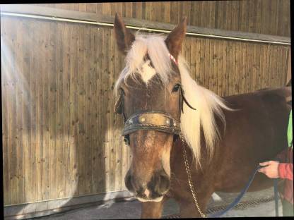 Bild 2:Noriker Stute Dunkelfuchs trächtig