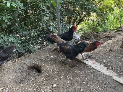 Bild 2:Junge Hähne zu verschenken