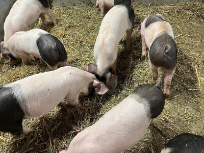 Ferkel, Schwäbisch Hällisch x Pietrain