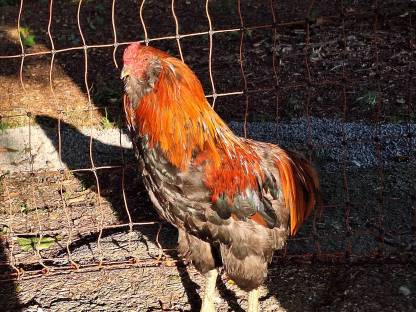 Araucana Hahn