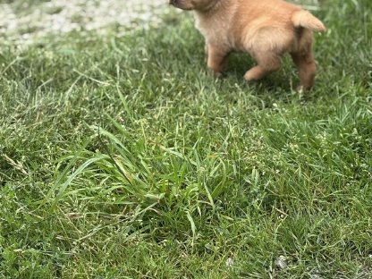 Bild 9:Labrador Welpen mit Ahnentafel
