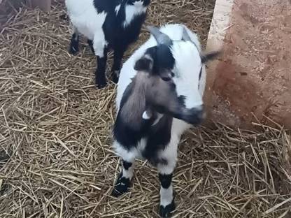 Verkaufe Mini-Zwergziegenbock