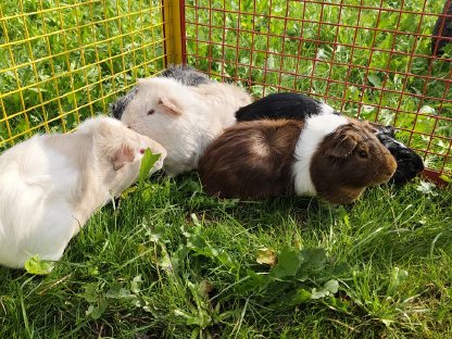 Meerschweinchen