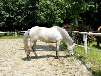 Bild 2:Junge Isländer