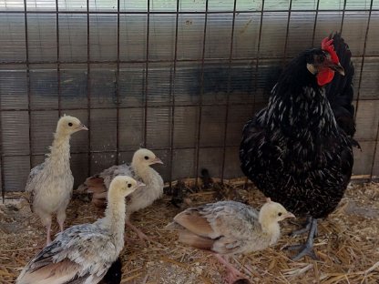 Bild 4:Schwarzflügelpfau  Verkauft