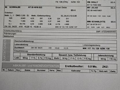 Bild 6:Bio Braunvieh Jungkalbin