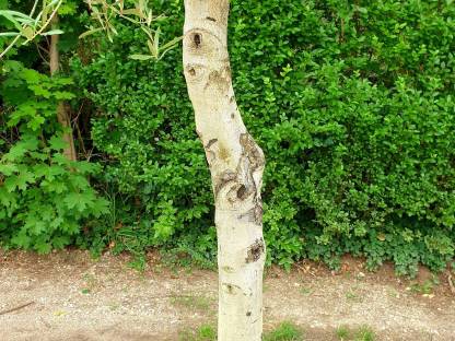 Bild 4:XXL Olivenbaum Olea Europaea – Für unvergleichliches Flair