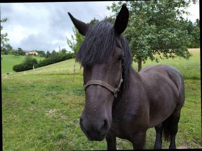 Bild 2:Lilli Noriker Stute