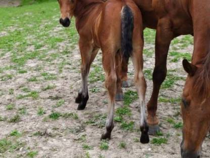 Bild 5:Quarter/Paint Horse und Mix Fohlen