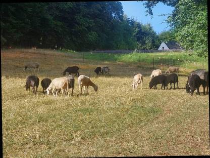 Bild 4:Krainer Steinschaf Bio Lämmer männlich