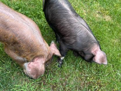 Bild 4:Iberico und Iberico x Duroc Ferkel