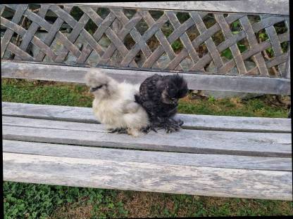 Bild 6:Zwergseidenhühner