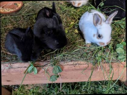 Bild 5:Löwenkopf Zwergkaninchen