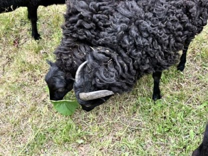 Bild 3:Ouessantschaf Quessantschaf Lämmer Bock