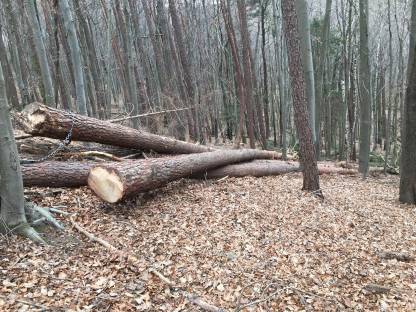 Bild 2:Brennholz Eiche