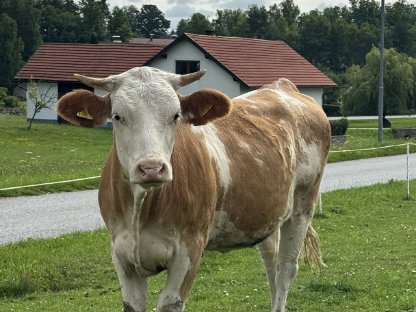 1 Jahr alte BIO FV Kalbin