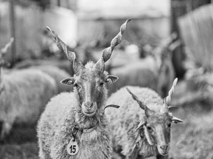 Bild 3:Zackelschafe BIO