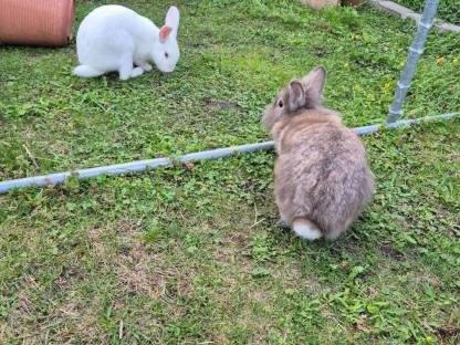 2 Kaninchen