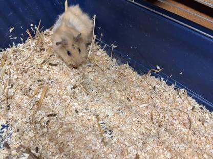 Meerschweinchen