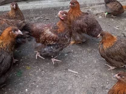Orpington Huhn