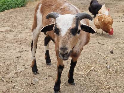 Bild 5:Kamerunböcke sehr zutraulich