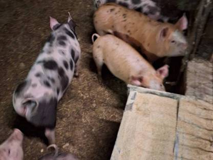 Bild 4:Ferkel
