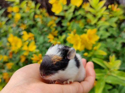 Bild 7:Meerschweinchen zu verkaufen