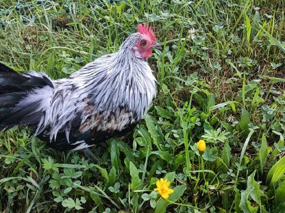 Bild 2:Holländischer Zwerghahn