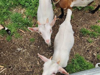 Bild 2:Ziegenkitz weiblich