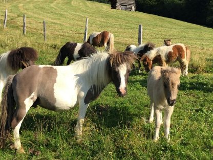 Liebe Minishetlandponystute mit Fohlen zu vergeben