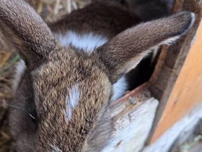 Zwergwidder kaninchen