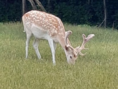 Bild 3:Verkaufen weißen Damhirsch